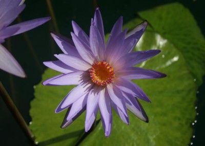 Nymphaea 'Dr. Ralph (Rafael) Chase'