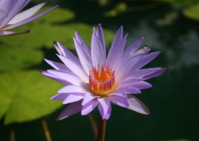 Nymphaea 'Dr. Ralph (Rafael) Chase'