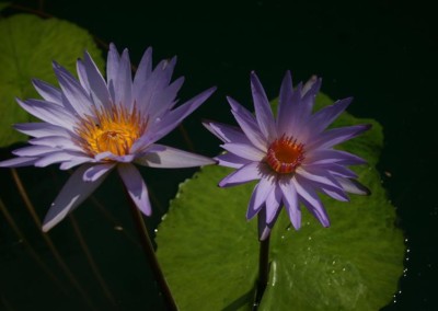 Nymphaea 'Dr. Ralph (Rafael) Chase'