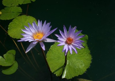 Nymphaea 'Dr. Ralph (Rafael) Chase'