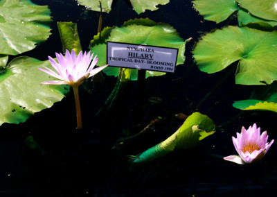 Nymphaea 'Hilary'