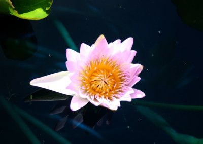 Nymphaea 'Hilary'