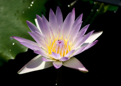 Nymphaea 'Hilary'