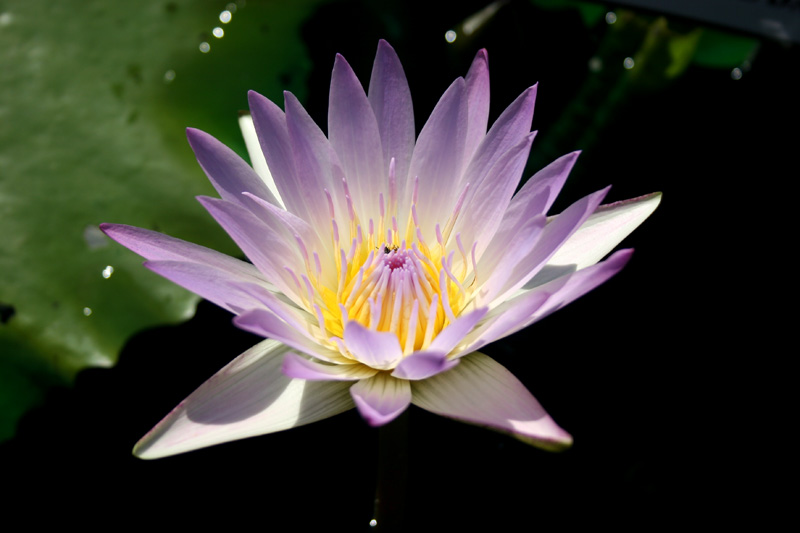 Nymphaea ‘Hilary’