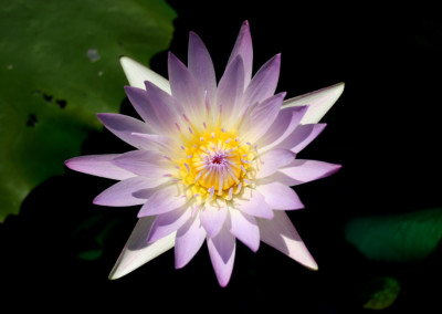 Nymphaea 'Hilary'