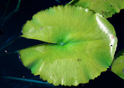 Nymphaea 'Hilary'