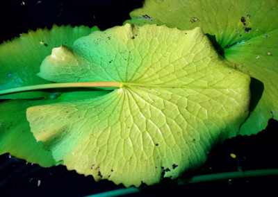 Nymphaea 'Hilary'