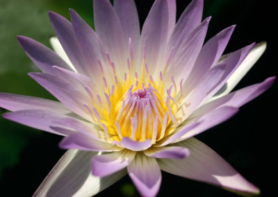 Nymphaea 'Hilary'