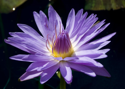 Nymphaea ‘Blue Daisy’