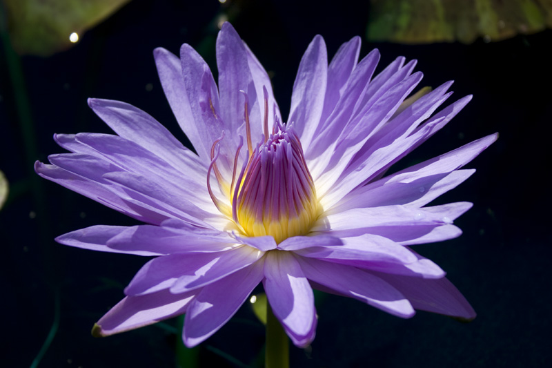 Nymphaea ‘Blue Daisy’