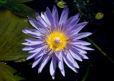 Nymphaea 'Blue Daisy'