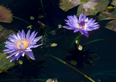 Nymphaea 'Blue Daisy'