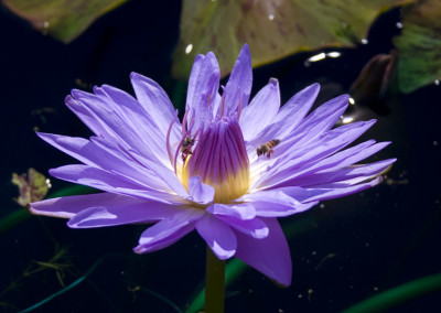 Nymphaea 'Blue Daisy'