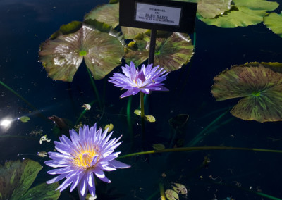 Nymphaea 'Blue Daisy'