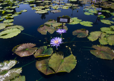 Nymphaea 'Blue Daisy'