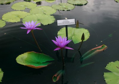 Nymphaea calliantha Conard