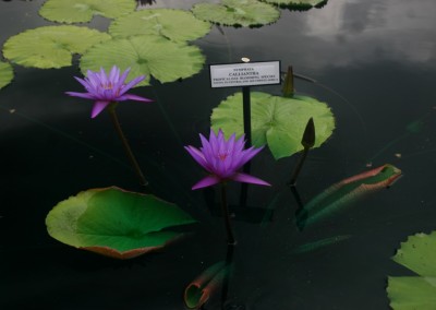 Nymphaea calliantha Conard