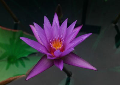 Nymphaea calliantha Conard