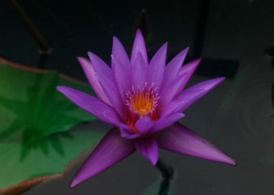 Nymphaea calliantha Conard