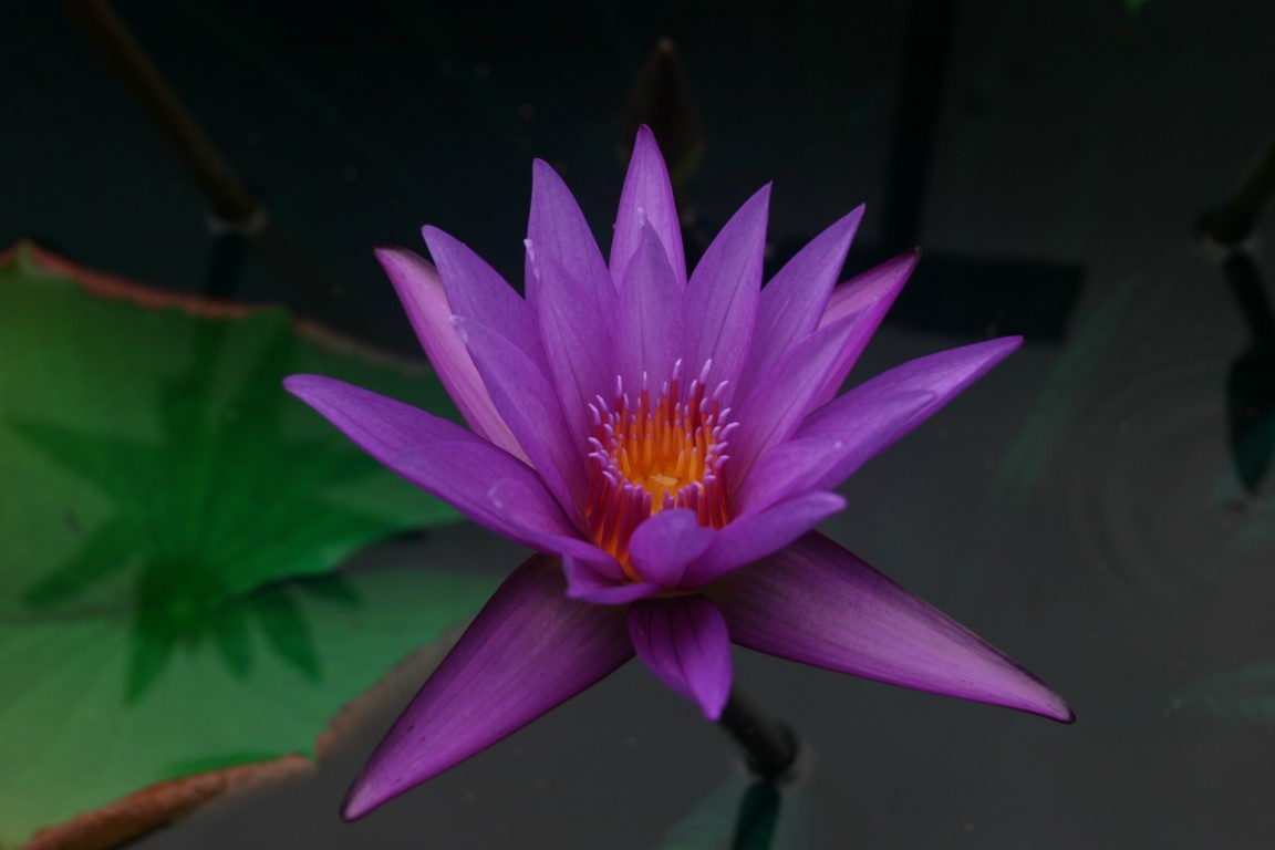 Nymphaea calliantha Conard