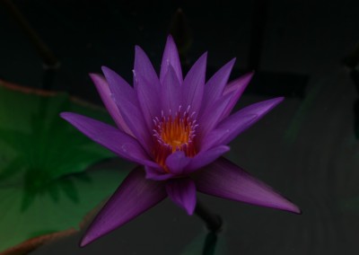 Nymphaea calliantha Conard