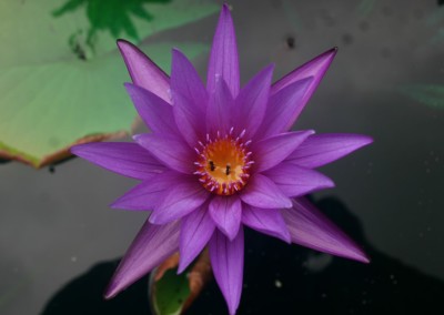 Nymphaea calliantha Conard