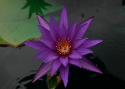 Nymphaea calliantha Conard