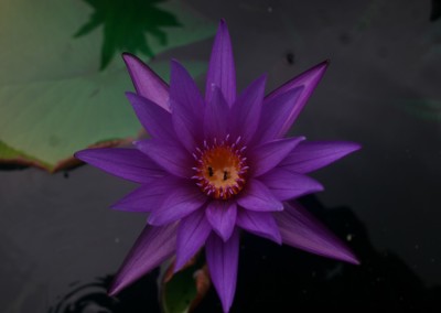 Nymphaea calliantha Conard