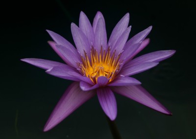 Nymphaea calliantha Conard