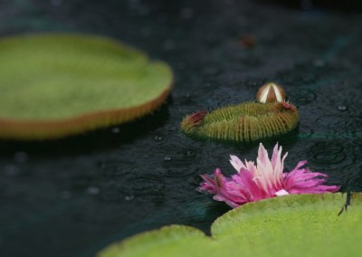 LilyFest 2009