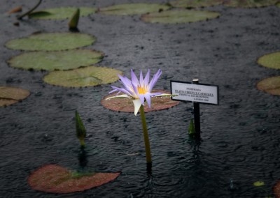 LilyFest 2009