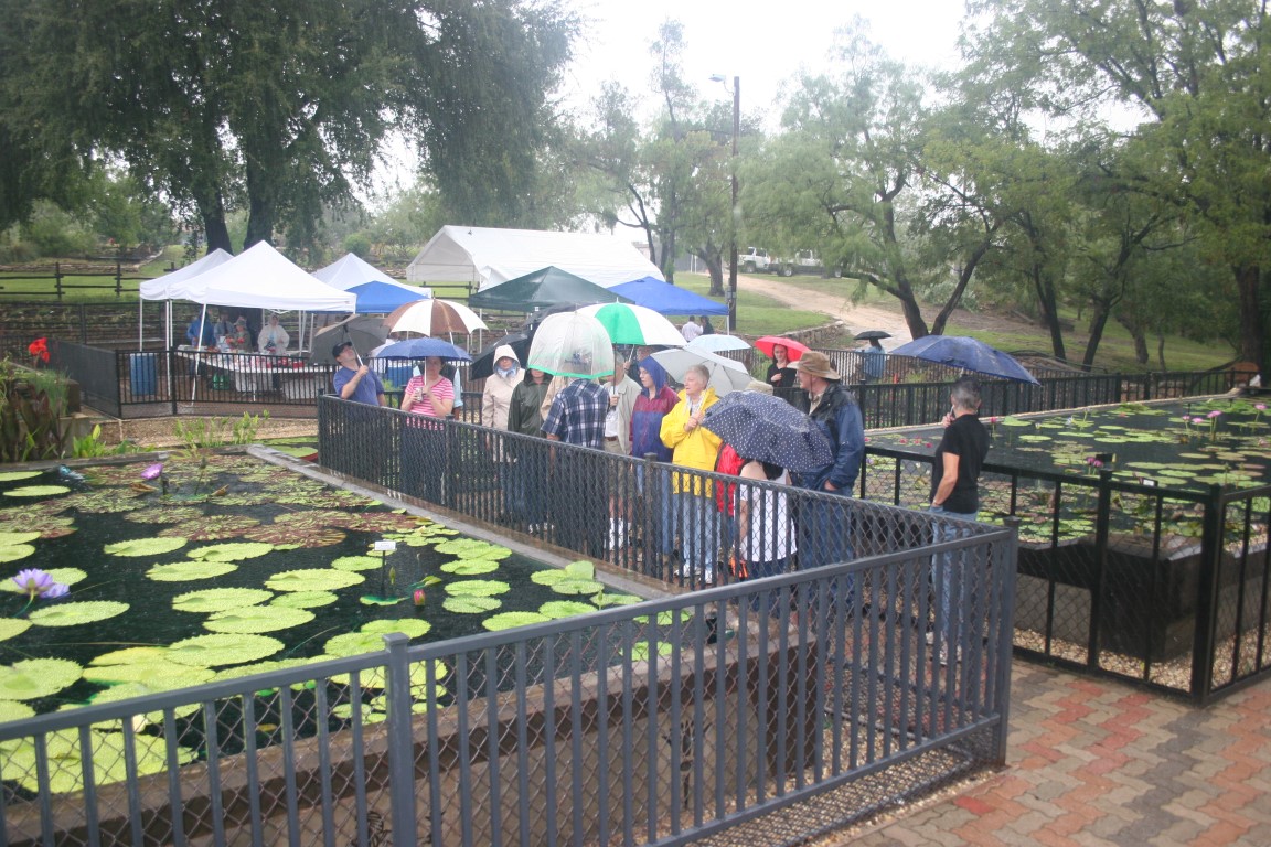 LilyFest 2009