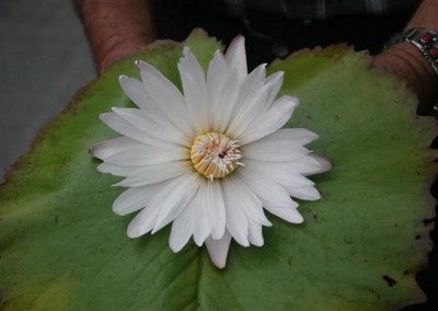 Nymphaea 'Infinite Love'