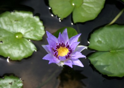 Nymphaea colorata Peter