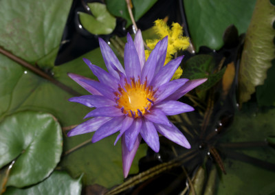 Nymphaea 'Islamorada'