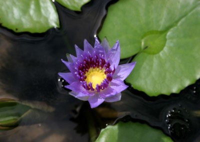 Nymphaea colorata Peter