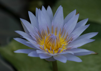 Nymphaea 'Blue Bird'