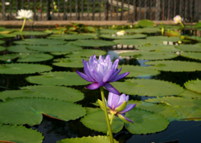 Nymphaea gigantea Hooker