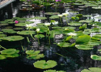 Nymphaea 'Ineta Ruth'
