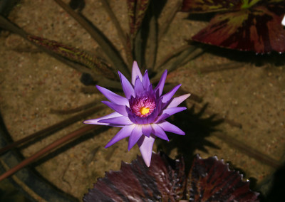 Nymphaea 'Foxfire'