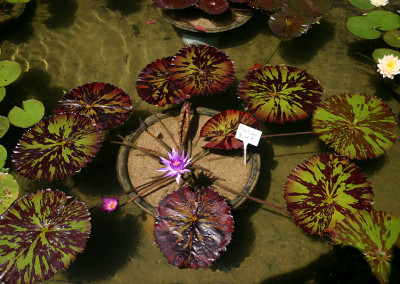 Nymphaea 'Foxfire'