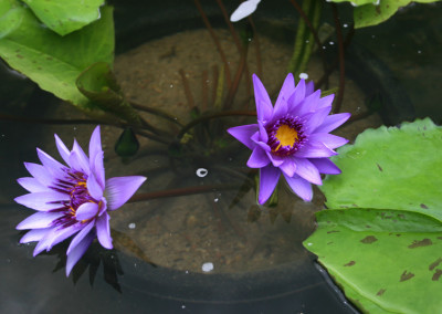 Nymphaea 'Director George T. Moore'