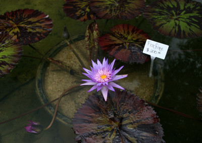 Nymphaea 'Foxfire'