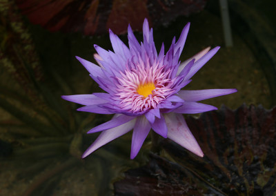 Nymphaea 'Foxfire'