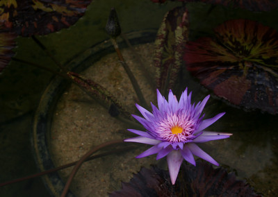 Nymphaea 'Foxfire'