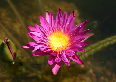 Nymphaea 'Charlie's Pride'