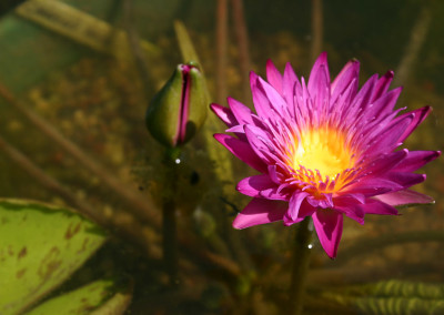 Nymphaea 'Charlie's Pride'