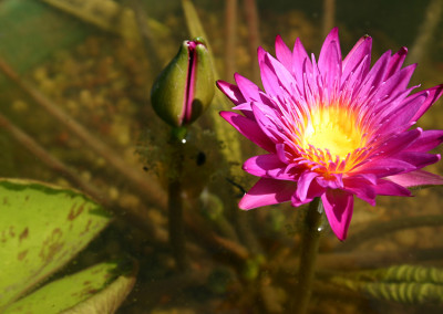 Nymphaea 'Charlie's Pride'