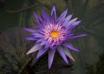 Nymphaea 'Foxfire'