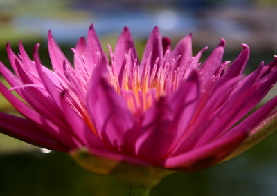 Nymphaea 'Charlie's Pride'